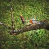 STIHL HTA 110 Stangsav