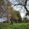 STIHL HTA 110 Stangsav