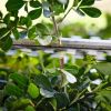 STIHL HSA 40 Hækkeklipper - Med batteri og lader